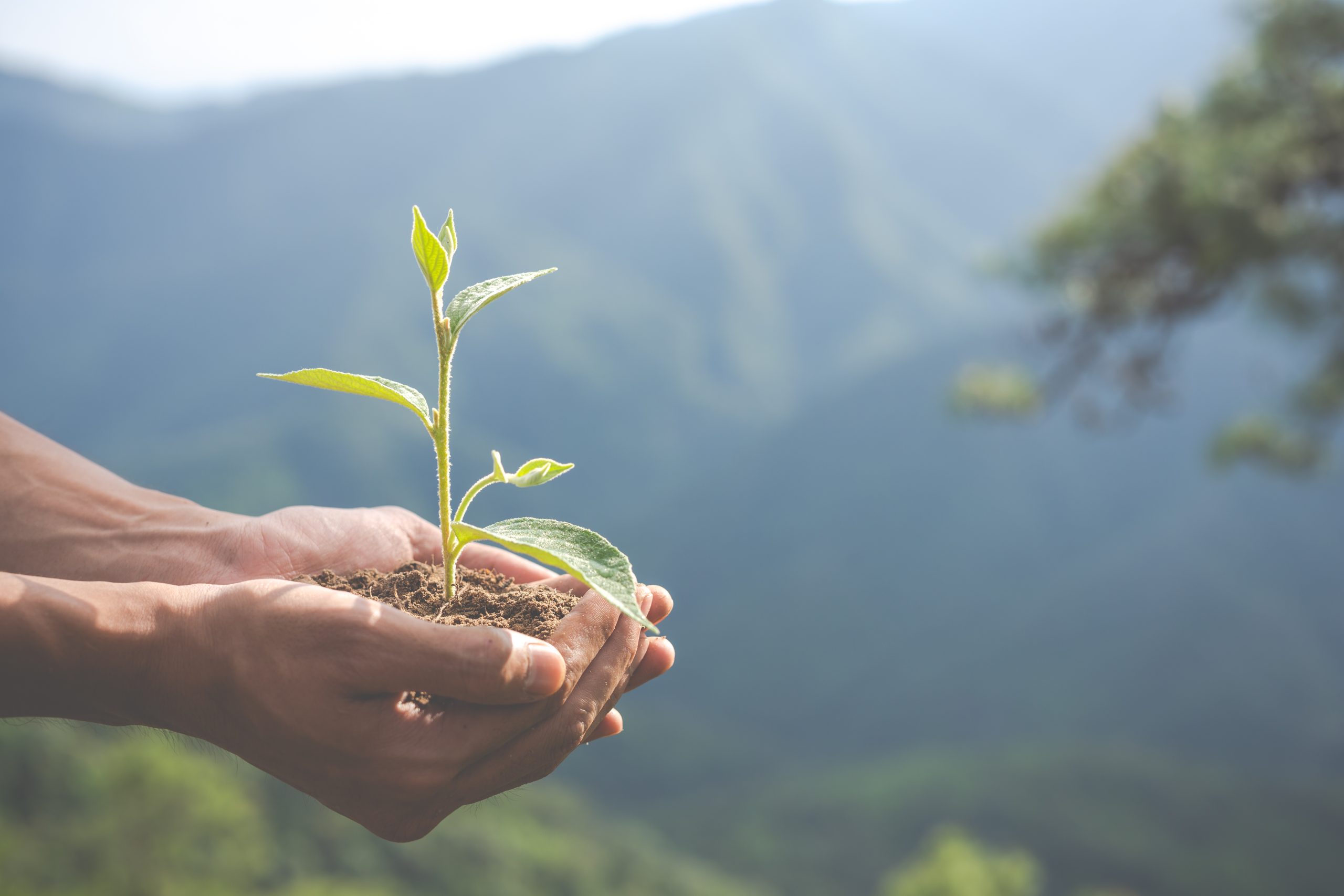 Certificados de Energia impulsionam tendência sustentável